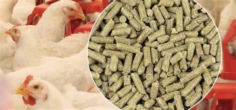 poultry feed suppliers|Progressive Poultry .